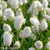 bílý Modřenec Muscari Snowqueen 4