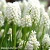 bílý Modřenec Muscari Snowqueen 5