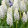 bílý Modřenec Muscari Snowqueen 1