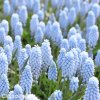 Modřenec Muscari Valerie finis 2