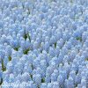Modřenec Muscari Valerie finis 4