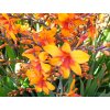 Crocosmie Babylon 02