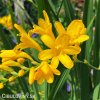 zluta montbrecie crocosmia george davidson 2