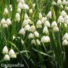 Bledule Leucojum Aestivum 2