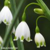 Bledule Leucojum Aestivum 3