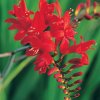 Crocosmie Lucifer 01