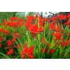 Crocosmie Lucifer 03