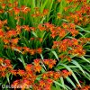 Montbrécie Crocosmie Směs nízkých 4