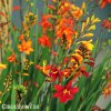 Montbrécie Crocosmie Směs nízkých 5