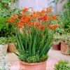 Montbrécie Crocosmie Směs nízkých 7