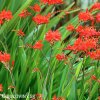 Montbrécie Crocosmie Směs nízkých 8