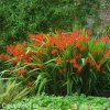 Montbrécie Crocosmie Směs vysokých 2