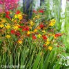 Montbrécie Crocosmie Směs vysokých 3