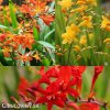 Montbrécie Crocosmie Směs vysokých 4