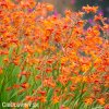 Montbrécie Crocosmie Směs vysokých 5