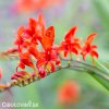 Montbrécie Crocosmie Směs vysokých 9