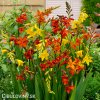 Montbrécie Crocosmie Směs vysokých 1