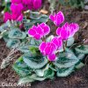 bramborik jarni cyclamen coum 3