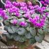 bramborik jarni cyclamen coum 5