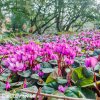 bramborik jarni cyclamen coum 6