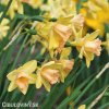 žlutorůžový narcis blushing lady 3