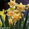 žlutorůžový narcis blushing lady 4