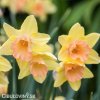 žlutorůžový narcis blushing lady 1