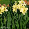 žlutobílý narcis split cassata 2