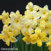 žlutobílý narcis split cassata 4