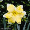žlutobílý narcis split cassata 1