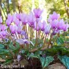 bramborik podzimni cyclamen hederifolium 2