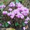 bramborik podzimni cyclamen hederifolium 3