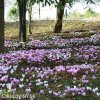 bramborik podzimni cyclamen hederifolium 4