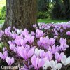 bramborik podzimni cyclamen hederifolium 5