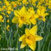 žlutý narcis dutch master 2
