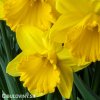 žlutý narcis dutch master 4
