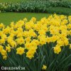 žlutý narcis dutch master 5