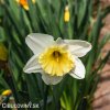 bíložlutý narcis ellen 5