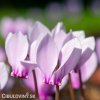 bramborik podzimni cyclamen hederifolium 1