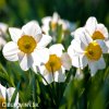 bílooranžový narcis flower record 3