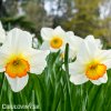 bílooranžový narcis flower record 4
