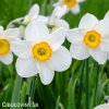 bílooranžový narcis flower record 6