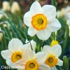 bílooranžový narcis flower record 1