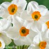 bílooranžový narcis geranium 1