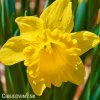 žlutý narcis gigantic star 3