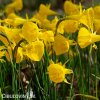 žlutý narcis bulbocodium golden bells 2