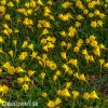 žlutý narcis bulbocodium golden bells 3