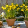 žlutý narcis bulbocodium golden bells 5
