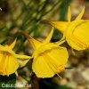 žlutý narcis bulbocodium golden bells 1