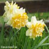 plnokvětý narcis grat leap 3